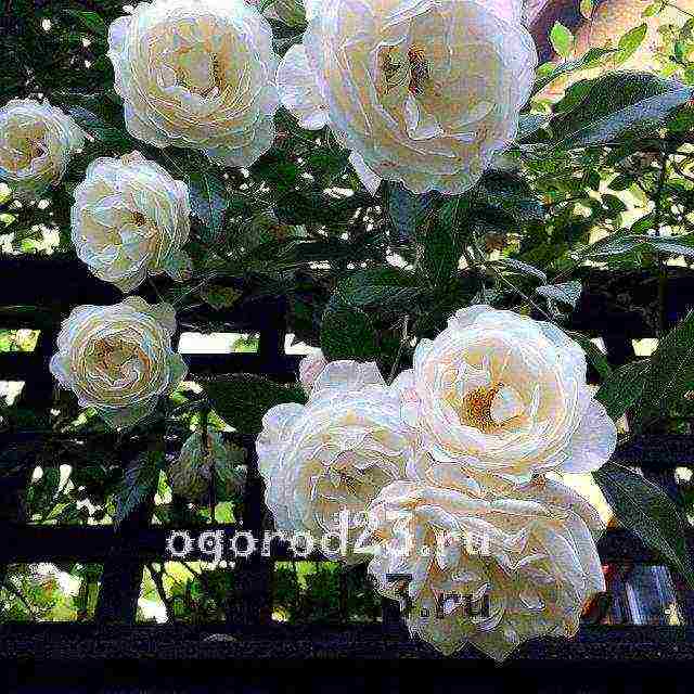 Роза грандифлора (grandiflora)