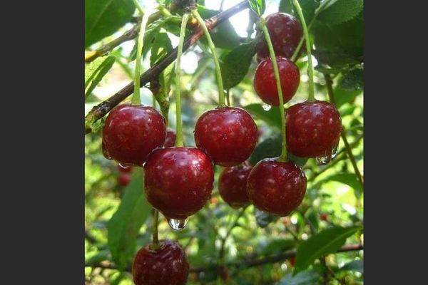 Описание и характеристики сорта вишни кентская, преимущества и недостатки, выращивание