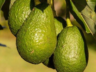 Масло авокадо: польза и вред, калорийность, применение