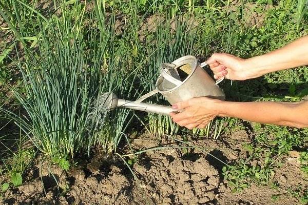 Все о поливе лука после посева в открытый грунт: нужно ли поливать, и как часто