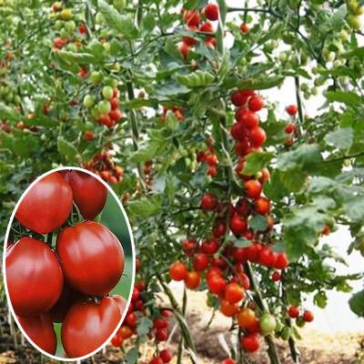 Крупный и неприхотливый в уходе томат «семейный f1»: выращиваем самостоятельно, избегая ошибок