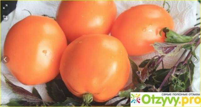 «южный загар» – какими особенностями и полезными свойствами обладает этот сорт томатов?