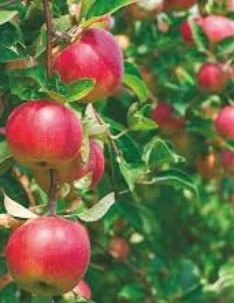 Сорт елена — раннеспелая и скороплодная яблоня