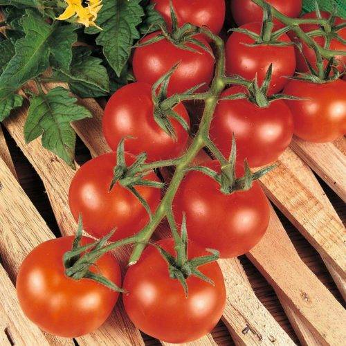 Описание сорта томата Малиновый натиск, особенности выращивания