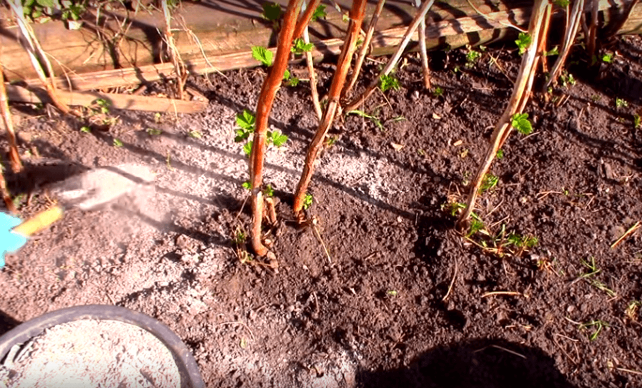 Уход за ремонтантной малиной во время плодоношения – памятка садоводу