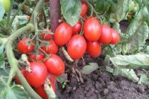Характеристика и описание сорта томата ракета, его урожайность и выращивание