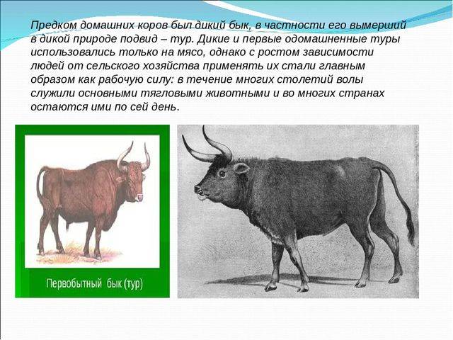 Разновидности коров и их основные представители