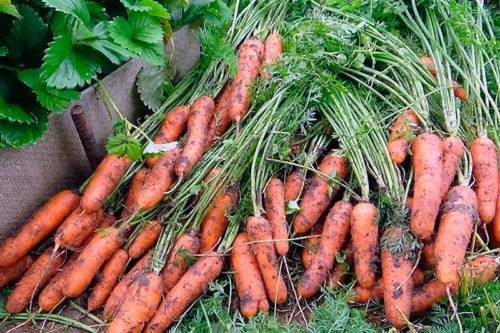 Уборка моркови с грядки