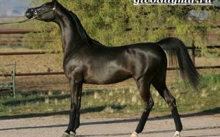 Лошадь Аппалуза: описание и характеристики породы, особенности содержания