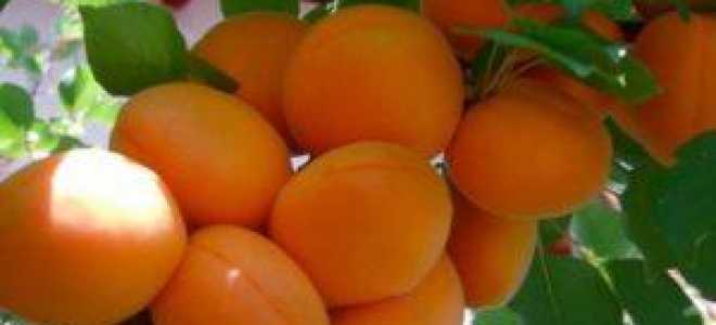 Ранние сорта абрикосов
