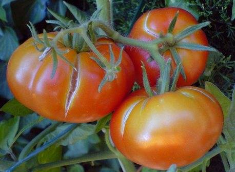 Сорт с чудесным вкусом — томат сюрприз: отзывы об урожайности, характеристики и описание