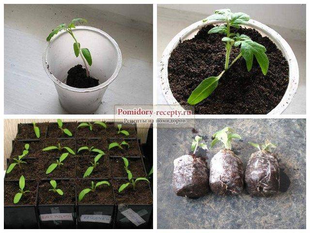 Выращивание рассады томатов китайским методом
