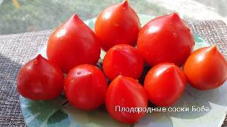 Томат молдавской селекции ляна: особенности сорта, агротехника