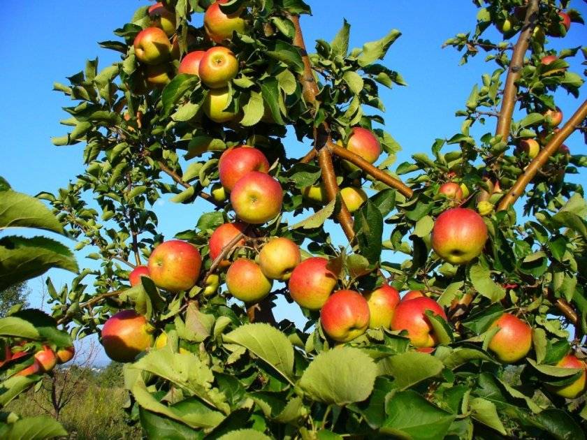 Сорт яблони жигулёвское: как получить высокий урожай и справиться с недостатками