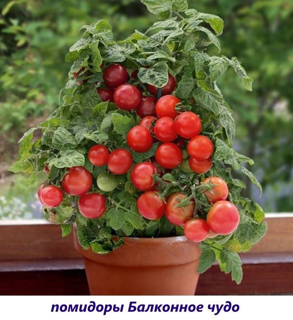 Огород в квартире: выращивание помидоров на окне зимой