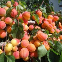 Описание сорта абрикосов Монастырский, выращивание, посадка и уход