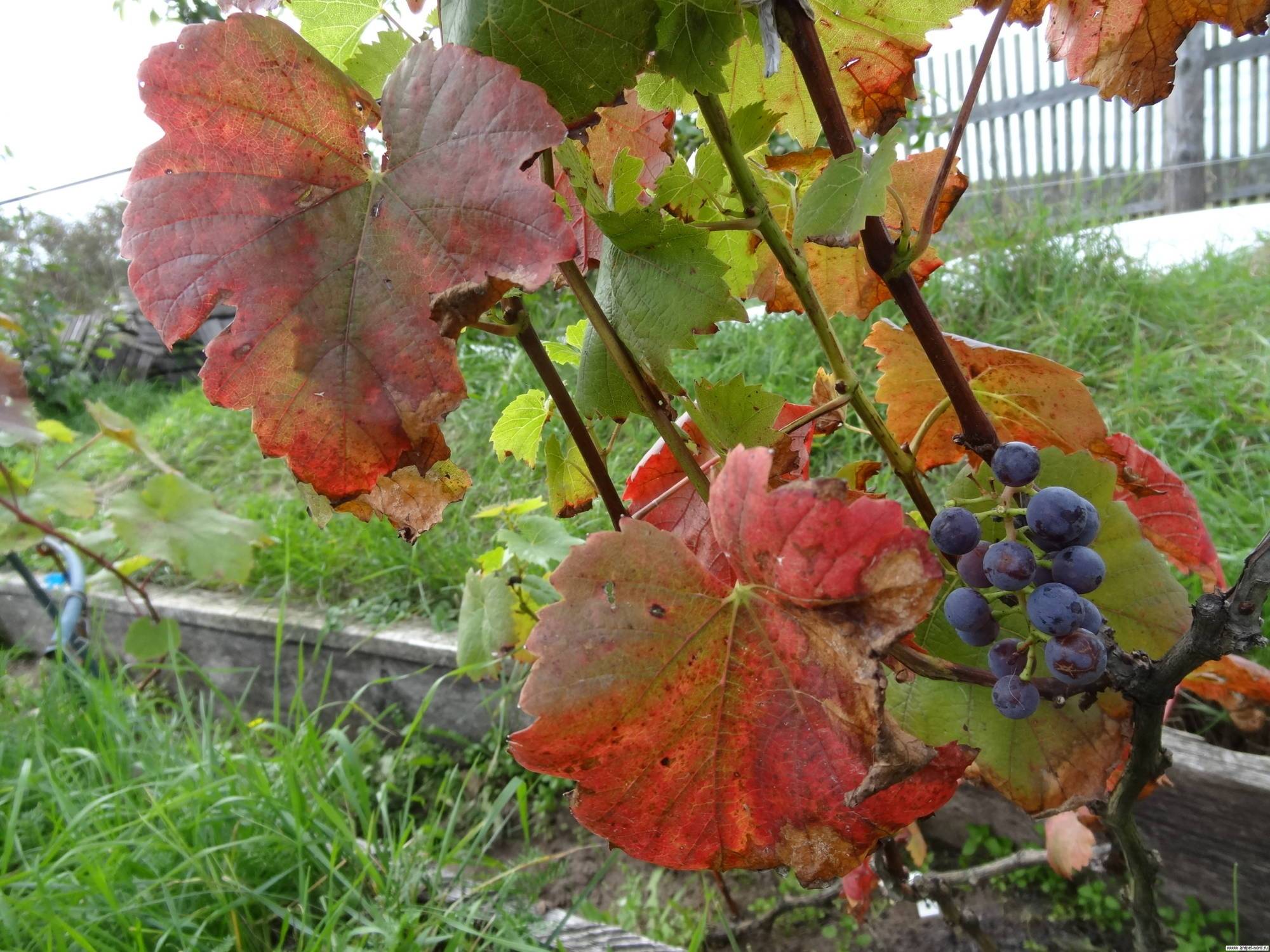 Как ухаживать за виноградником после окончания зимы?