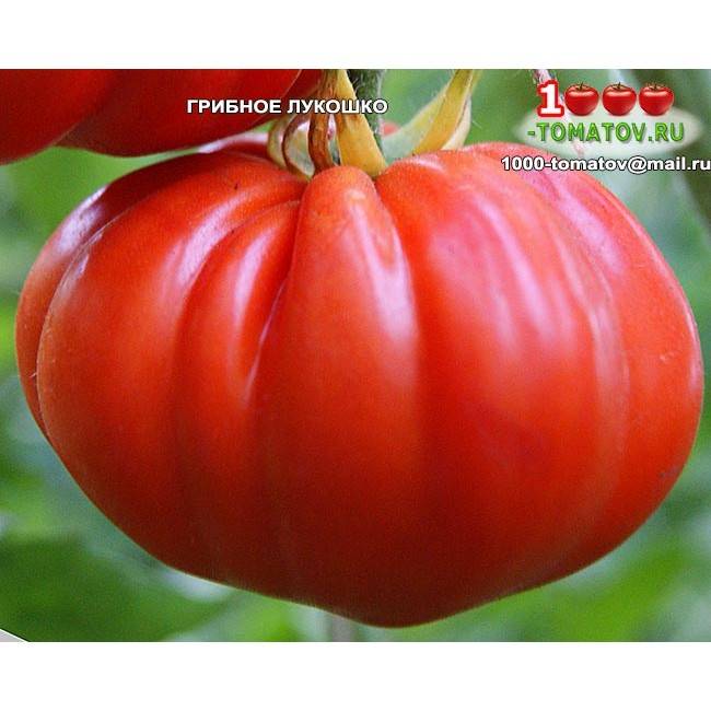 Экстравагантный ребристый сорт томата «грибное лукошко»: фото, отзывы, описание, характеристика, урожайность, видео