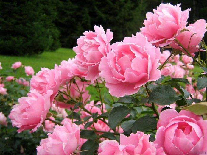 Когда летом высаживать розы в открытый грунт, чтобы они благополучно прижились?