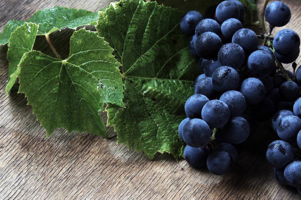 Домашнее вино из винограда — секреты виноделия и интересные рецепты
