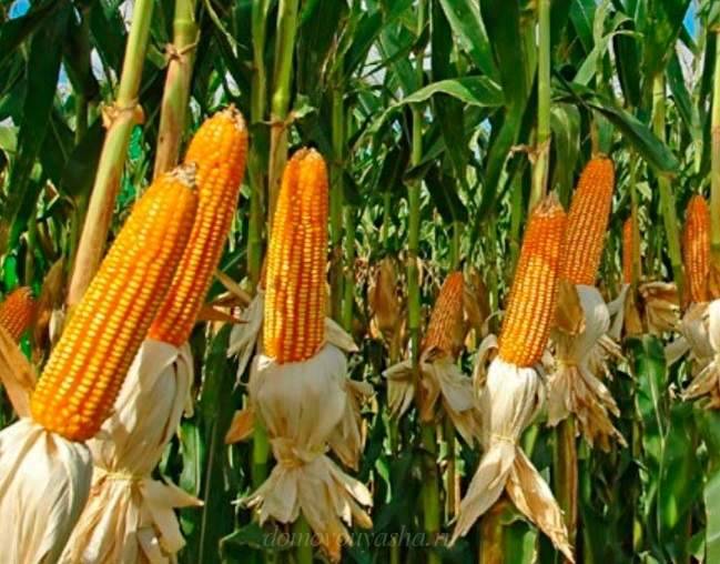Выбираем какой сорт кукурузы посадить у себя на участке