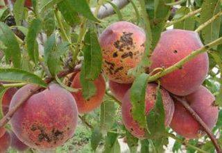 Эффективные меры борьбы с вредителями и болезнями персика