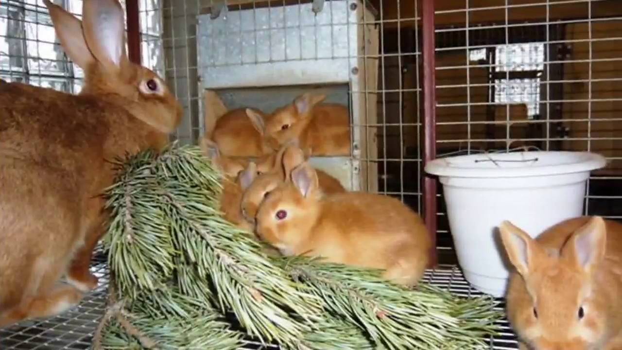Применение препарата байкокс для кроликов