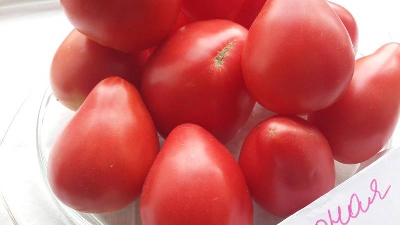 Описание сорта томата сахарные уста, его характеристика и урожайность