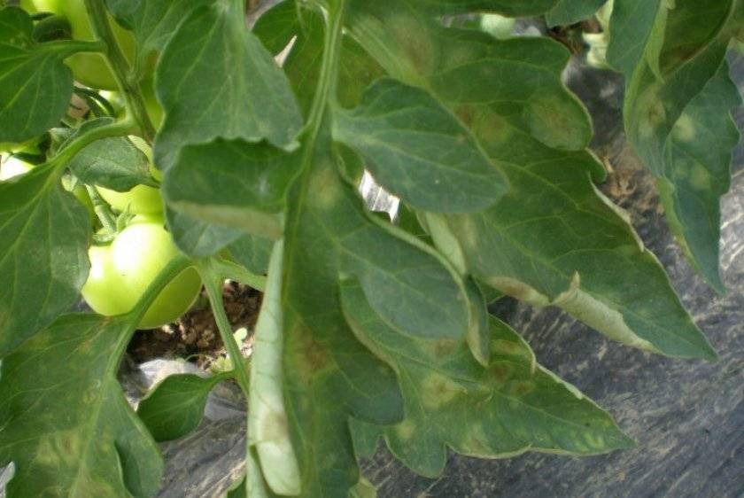 На листьях томатов появились пятна, как лечить кладоспориоз?