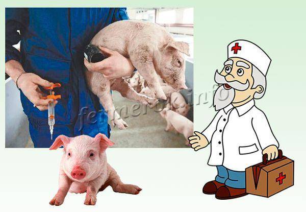 Симптомы, лечение, профилактика заболеваний свиней