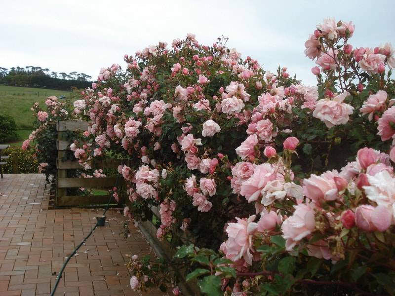 Розы, цветущие все лето: описание лучших сортов, фото, видео