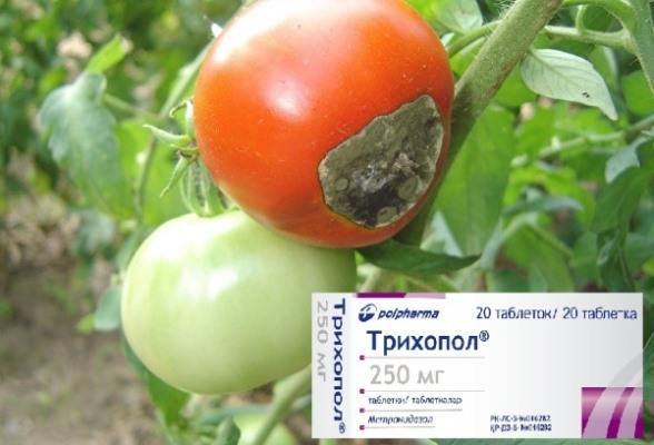 Как бороться с фитофторой на помидорах в теплице и открытом грунте