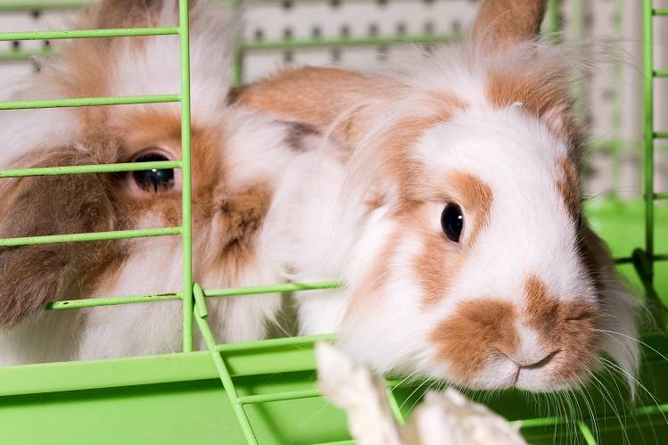 Содержание декоративных кроликов в домашних условиях и правильный уход за ними