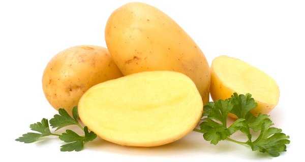 Описание сорта картофеля вектор — как поднять урожайность