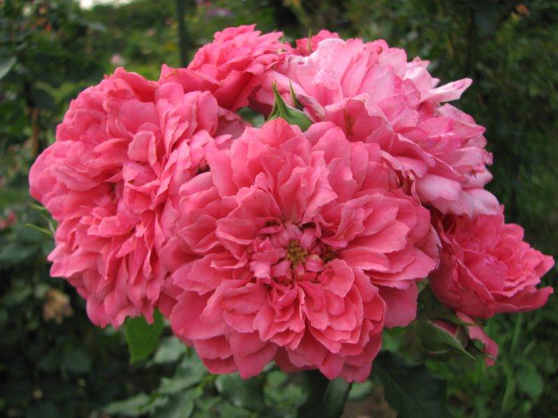 Описание розы сорта Розариум Ютерсен плетистой, посадка и уход за растением