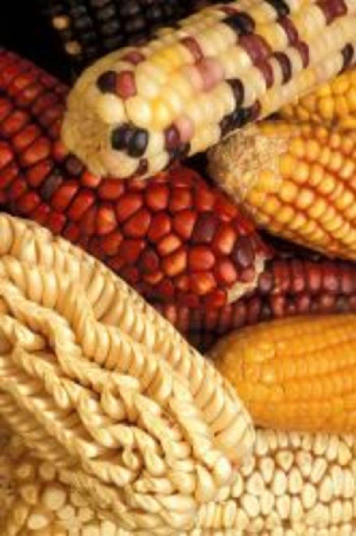 Технология возделывания кукурузы на силос – особенности выращивания и уборки урожая