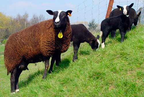 Лучшие породы мясных коров и особенности их выбора