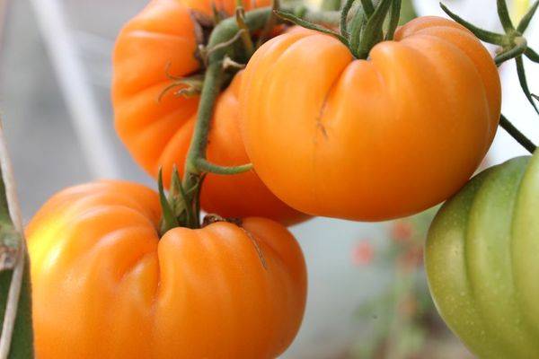 Томат «настенька» — описание сорта и характеристика урожайности помидора (фото)
