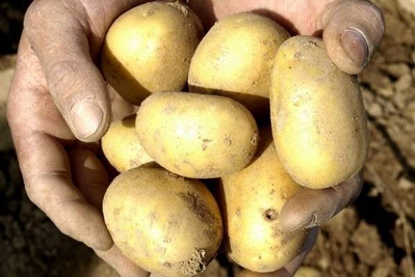 Картофель рамона: описание и характеристика голландского сорта, отзывы и правила выращивания