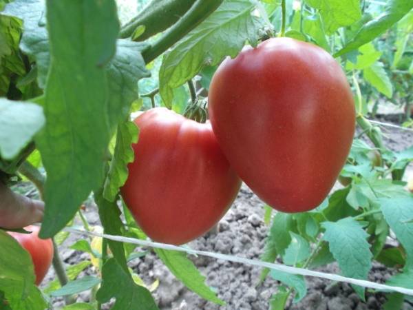 Какие сорта томатов не боятся засухи и жары