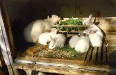 Полезная добавка для кроликов – молочная кислота
