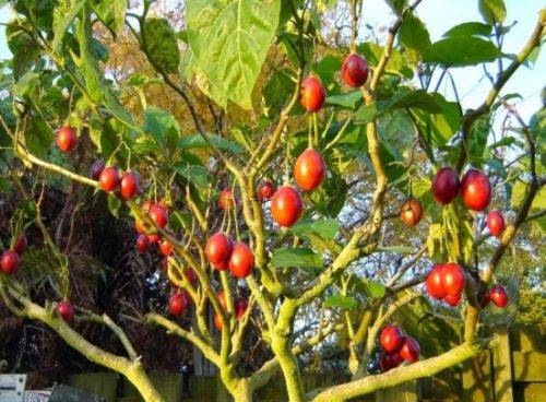 Томат сорта спрут: вырастет ли помидорное дерево?