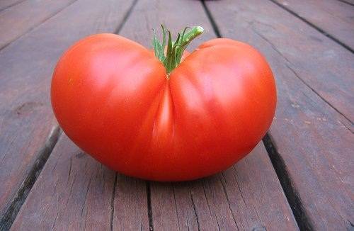 Характеристика и описание сорта томата русский богатырь