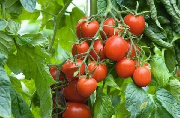 Описание сорта томата Натали, особенности выращивания и ухода