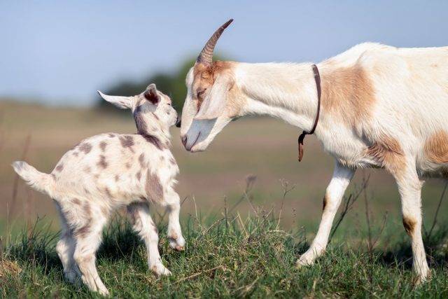 Надженые способы определения беременности у козы