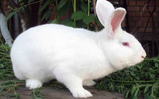 Кролик Белый Паннон: характеристика и описание породы, правила ухода