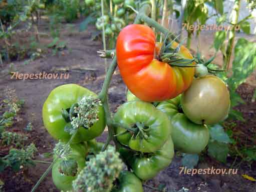 Почему плохо растет рассада томатов: основные проблемы и варианты решения