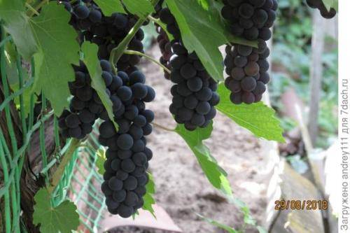 Варенье из винограда с косточками на зиму - 5 простых рецептов с фото пошагово
