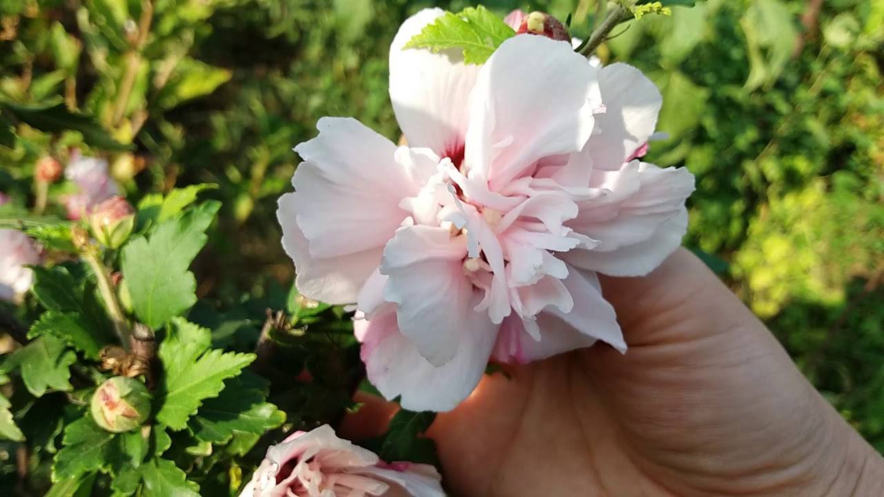 Очаровательный гибискус сирийский блю чиффон — описание цветка, особенности ухода и выращивания
