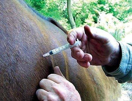Инструкция по применению вакцины против сибирской язвы у крс и дозировки
